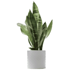گلدان sansevieria سانسوریا 153
